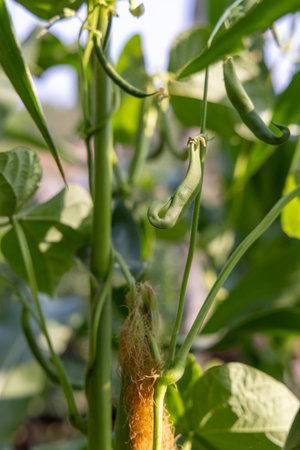 A bean plant with a green stem and a brown stalk. The stalk is brown and has a green leaf on itの写真素材