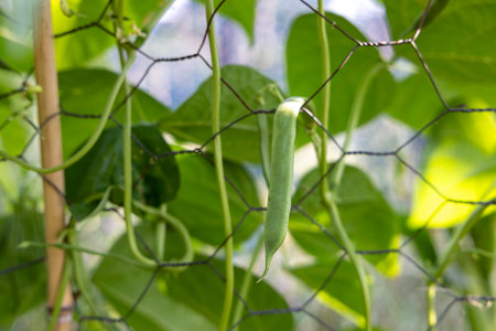 A green bean is growing on a vine. The bean is green and has a small stem. The vine is covered in a wire meshの写真素材