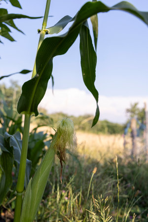 A stalk of corn with a green husk. The corn is in a field with a green backgroundの写真素材