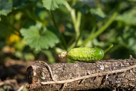 A green cucumber is sitting on a log in a garden. The cucumber is surrounded by green leaves and stemsの写真素材