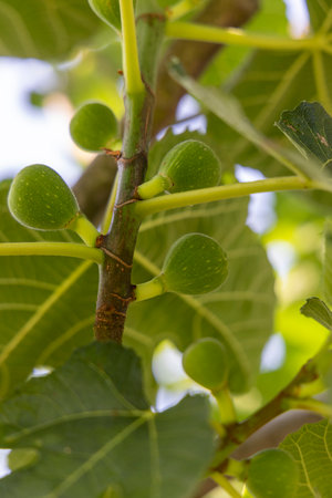 A branch of a fig tree with green leaves and small green fruits. The fruits are clustered together and are visible from the top of the branchの写真素材