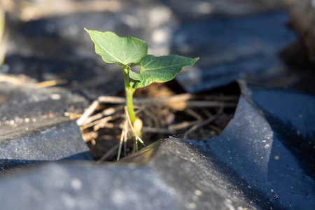 A small bean plant is growing in a plastic container. The container is black and the plant is greenの写真素材