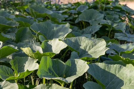 A lush green field of pumpkin leaves with some yellow leaves scattered throughout. The leaves are in a field and are very green, creating a vibrant and healthy atmosphereの写真素材