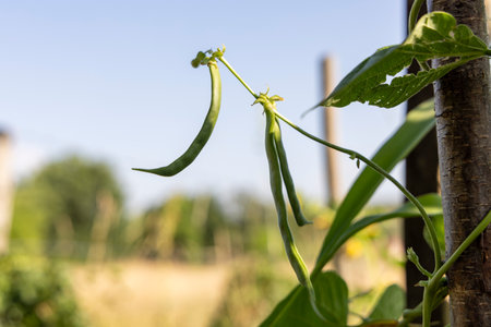 A bunch of green beans are hanging from a tree. The beans are green and appear to be freshの写真素材