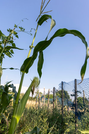A stalk of corn is growing in a field. The sky is clear and blue. The corn is tall and greenの写真素材
