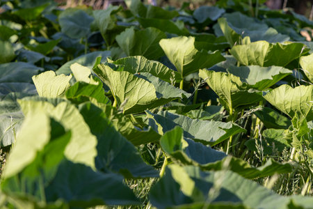 A lush green field of pumpkin leaves with some yellow leaves scattered throughout. The leaves are in a field and are very green, creating a vibrant and healthy atmosphereの写真素材