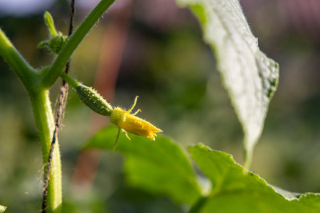 A cucumber plant with a cucumber growing on it. The cucumber is small and greenの写真素材