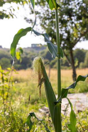 A stalk of corn with a green husk. The corn is in a field with a green backgroundの写真素材