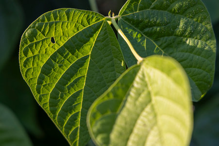 A bean leaf with a hole in it. The leaf is green and has a shadow on it. The shadow is on the leaf...