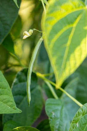 A green bean is growing on a plant. The plant is green and has a stem.