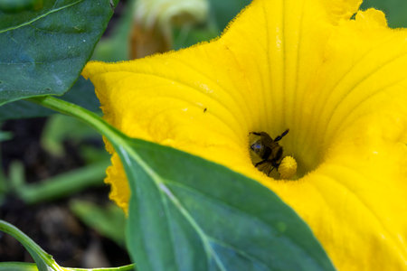 A yellow flower with a wild bee inside of it. The flower is in full bloom