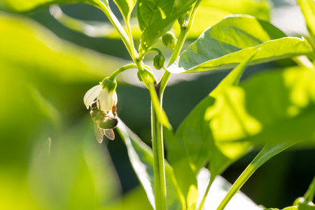 A bee is hanging upside down from a pepper flower. The bee is on a flower and is looking up