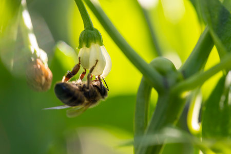 A bee is hanging upside down from a pepper flower. The bee is on a flower and is looking up