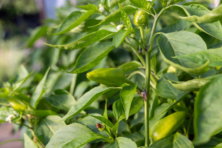 A plant with green leaves and a green pepper growing on it. The plant is in a garden