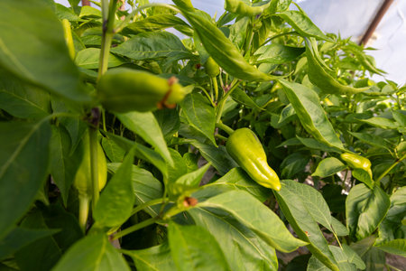 A bunch of green peppers are growing on a plant. The peppers are small and green, and they are...