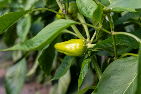 A green pepper is growing on a plant. The plant is full of green leaves