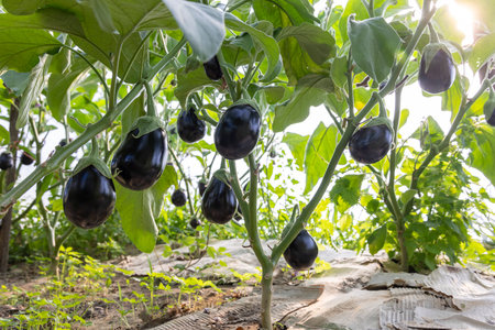 A bunch of black eggplants are hanging from a plant. The plant is full of green leaves and the eggplants are ripe and ready to be pickedの写真素材