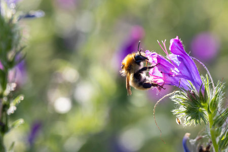 A bee is flying over a purple flower. The flower is surrounded by green leaves and stems. The bee is...