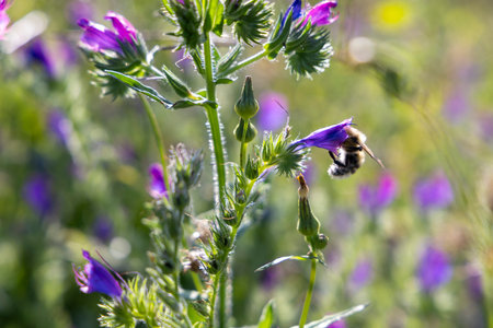 A purple flower with a bee on it. The bee is flying away from the flower. The flower is surrounded...