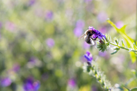 A bee is hovering over a purple flower. The flower is surrounded by other purple flowers, creating a beautiful and serene scene. The bee is the main focus of the imageの写真素材