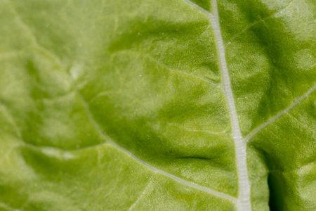 A leafy green plant with a shiny surface. The leaf is large and has a distinct vein running through...