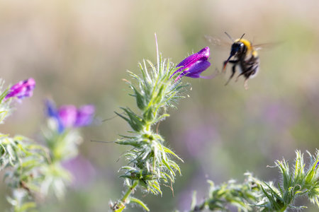 A bee is flying over a field of purple flowers. The bee is in the air and is surrounded by the...