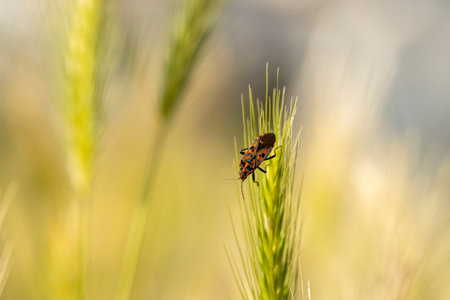 A bug is sitting on a green plant. The bug is brown and black