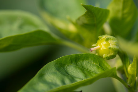 A pepper leaf on a plnt with a tiny green flower on itの写真素材