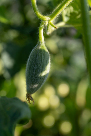 A green plant with a small green fruit on it. The fruit is fuzzy and has a stemの写真素材