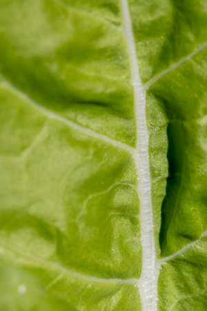A leafy green plant with a white vein. The vein is the main focus of the imageの写真素材