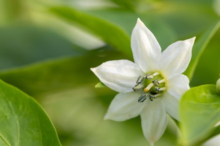 A white pepper flower with green leaves. The flower is in the center of the imageの写真素材