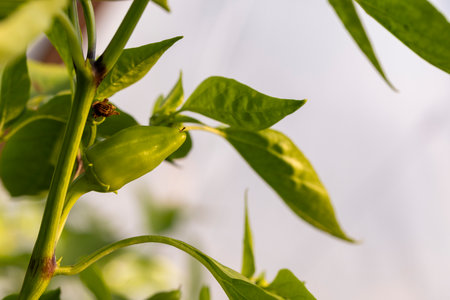 A green pepper is growing on a plant. The pepper is green and has a stem. The stem is brown and has...