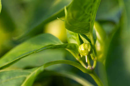 A leafy green pepper plant with a small, green flower on it. The flower is tiny and has a bright...