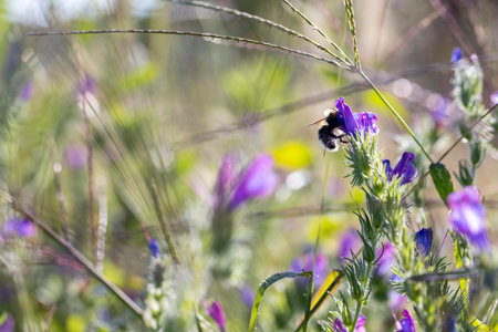 A bee is hovering over a purple flower in a field. The bee is surrounded by a variety of flowers,...