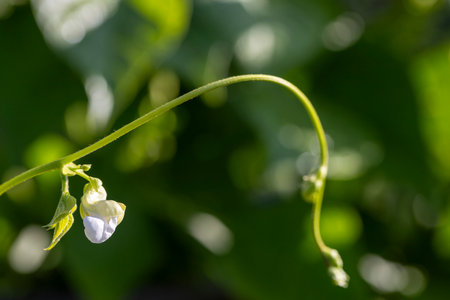 A white bean flower is on a green stem. The flower is small and delicate. The stem is long and thinの写真素材