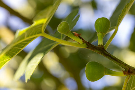 A branch with three green fig fruits hanging from it. The branch is surrounded by leaves, and the...