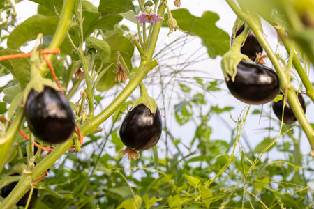 A bunch of black eggplants hanging from a plant. The leaves are green and the stems are brownの写真素材