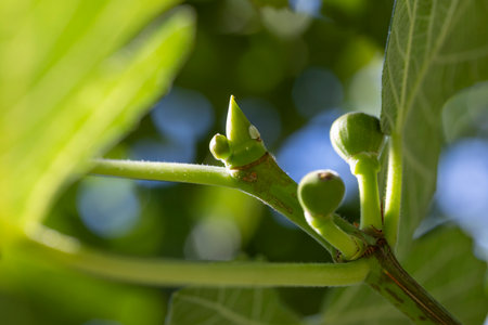 A leafy branch with three small green fig fruits on it. The fruits are green and have a stem