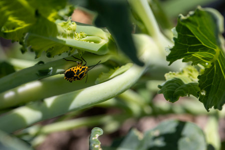 A bug is on a leaf of a plant. The bug is yellow and black. The leaf is green