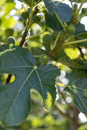 A leafy green tree with a few green fig fruits hanging from it. The fruits are small and round, and...