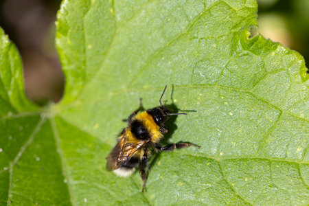 A bumblebee is sitting on a leaf. The leaf is green and has a few brown spots