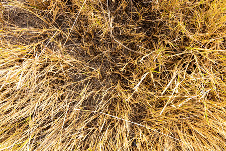 A close up of dry grass with a brownish color. The grass is sparse and the ground is covered in...