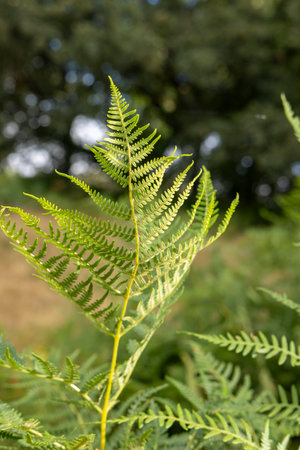 A leafy green plant with a leafy green stem. The leaf is large and has a green color