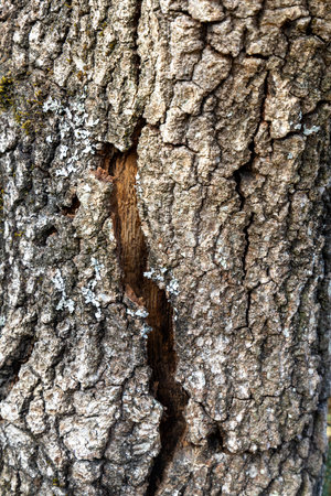 A tree trunk with a large hole in it. The bark is peeling off and the wood is exposed