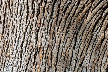 The bark of a tree is shown in detail, with many different shades of brown and gray. The texture of...