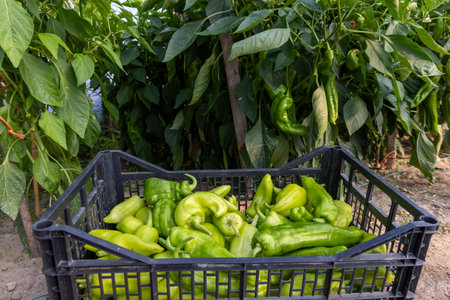 A basket full of green peppers is sitting on the ground. The peppers are fresh and ready to be...