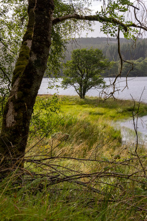 A tree is in the foreground of a field with a body of water in the background. The tree is surrounded by grass and there is a small patch of moss on the trunk. The scene is peaceful and sereneの写真素材