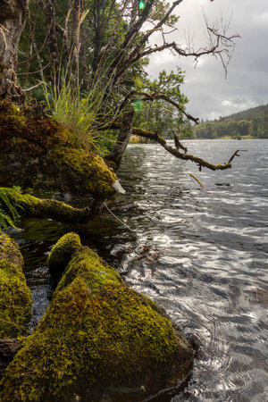 A moss covered rock is next to a body of water. The water is calm and the sky is cloudyの写真素材