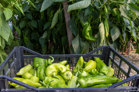 A basket full of green peppers. The peppers are in a black container. The peppers are fresh and ready to be eatenの写真素材