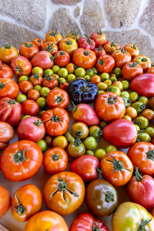 A large collection of tomatoes and green tomatoes are spread out on a table. The tomatoes are of various colors, including red, green, and purple. Concept of abundance and varietyの写真素材